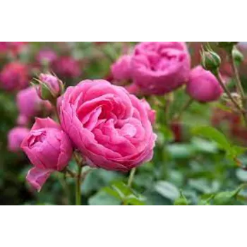 Beautiful Pink Rose 